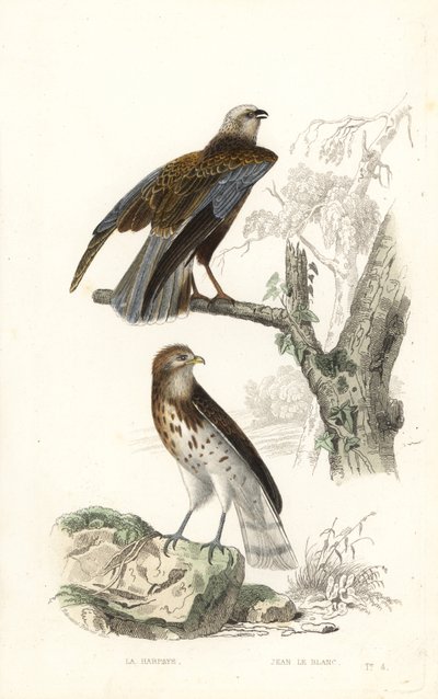 Busard des roseaux et circaète Jean-le-Blanc - Edouard (after) Travies