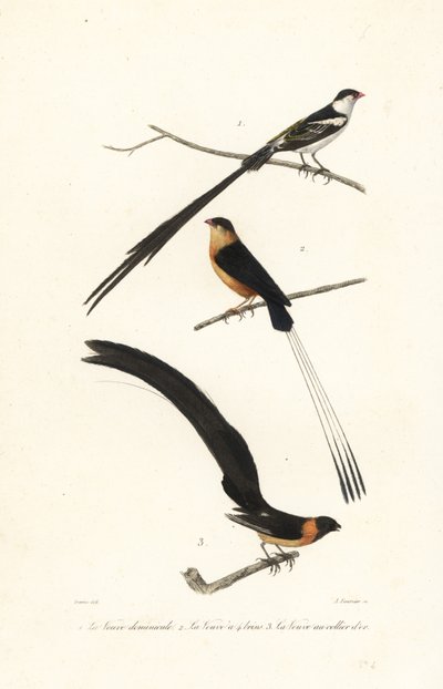 Oiseaux whydah - Edouard (after) Travies