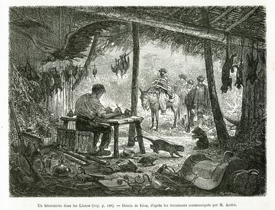 Un laboratoire de taxidermie dans la forêt vierge, dans la région des Llanos (Colombie). Gravure pour illustrer l