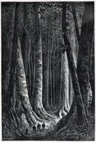 Forêt de Guyane française, dessin par Riou, «Le Tour du Monde», 2e semestre 1879 - Edouard Riou