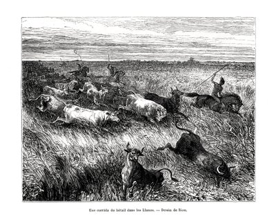 Bétail, Los Llanos, Venezuela, XIXe siècle - Edouard Riou