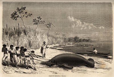 La capture des lamantins, à Mabuiso (Pérou). Dessin de Riou, pour illustrer le voyage de l