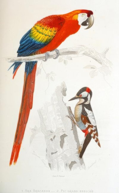 1. Ara Aracanga. 2. Pic épeiche - Edouard Travies