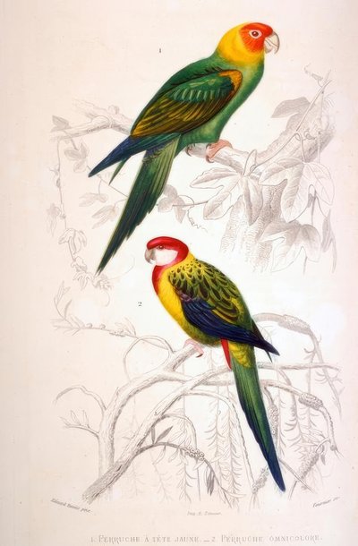 1. Perruche à tête jaune. 2. Perruche omnicolore - Edouard Travies