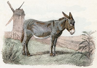 Âne de 