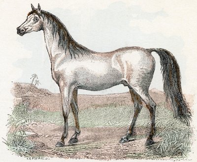 Cheval - 