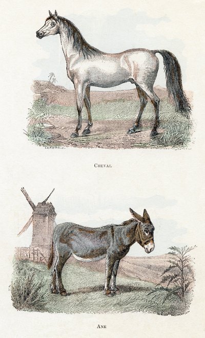 Cheval et âne - "Alphabet illustré des animaux" XIXe siècle (gravure) - Edouard Travies