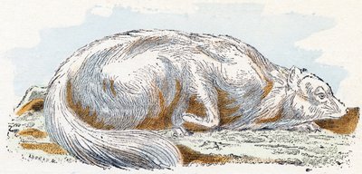 Isatis - Alphabet illustré des animaux - Edouard Travies