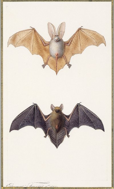 Grand murin et une chauve-souris commune, 1834 - Edouard Travies