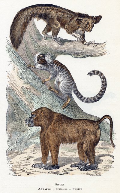 Singes - "Alphabet illustré des animaux" XIXe siècle (gravure) - Edouard Travies