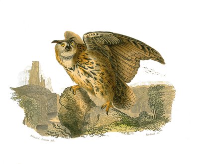 Tableau zoologique représentant des oiseaux de proie diurnes. Le Grand-Duc - Edouard Travies