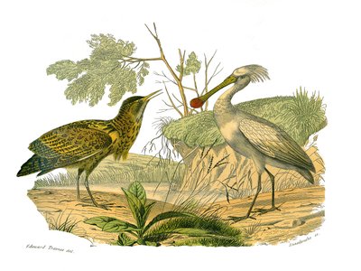 Planche zoologique représentant des oiseaux aquatiques et des cultrirostres : le butor et la spatule. Planche tirée des neuf volumes sur les oiseaux dans « Œuvres complètes de Buffon » écrites par le naturaliste Georges Louis Leclerc, comte de Buffon (1707 - Edouard Travies