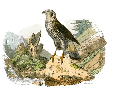 Histoire naturelle : planche zoologique représentant des oiseaux de proie nocturnes. Le autour. Planche tirée des neuf volumes sur les oiseaux dans les Œuvres complètes de Buffon écrites par le naturaliste Georges Louis Leclerc, comte de Buffon - Edouard Travies