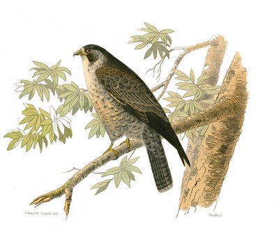 Histoire naturelle : planche zoologique représentant des oiseaux de proie nocturnes. Le faucon. Planche tirée des neuf volumes sur les oiseaux dans les Œuvres complètes de Buffon écrites par le naturaliste Georges Louis Leclerc, comte de Buffon - Edouard Travies