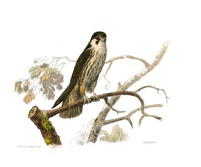 Histoire naturelle : planche zoologique représentant des oiseaux de proie nocturnes. Le hobereau. Planche tirée des neuf volumes sur les oiseaux dans les Œuvres complètes de Buffon écrites par le naturaliste Georges Louis Leclerc, comte de Buffon - Edouard Travies