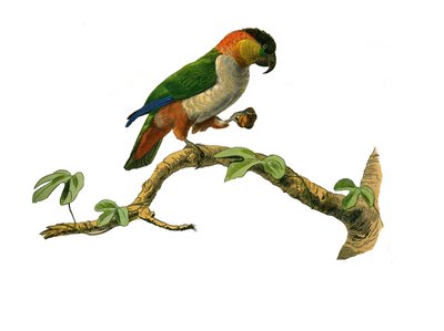 Histoire naturelle : planche zoologique représentant des grimpeurs. Le maipouri. Planche tirée des neuf volumes sur les oiseaux dans les Œuvres complètes de Buffon écrites par le naturaliste Georges Louis Leclerc, comte de Buffon - Edouard Travies