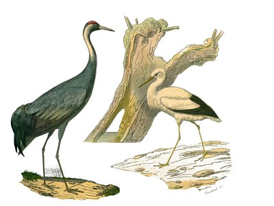 Planche zoologique représentant des oiseaux aquatiques et des cultrirostres : la grue et la cigogne. Planche tirée des neuf volumes sur les oiseaux dans « Œuvres complètes de Buffon » écrites par le naturaliste Georges Louis Leclerc, comte de Buffon (1707- - Edouard Travies