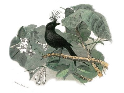 Planche zoologique représentant des passereaux dentirostres : le drongo. Planche tirée des neuf volumes sur les oiseaux dans « Œuvres complètes de Buffon » écrites par le naturaliste Georges Louis Leclerc, comte de Buffon (1707-1788) - Edouard Travies