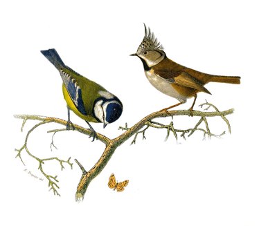 Planche zoologique représentant des passereaux dentirostres (avec échancrure). La mésange bleue et la mésange huppée. Planche tirée des neuf volumes sur les oiseaux dans « Œuvres complètes de Buffon » écrites par le naturaliste Georges Louis Leclerc - Edouard Travies