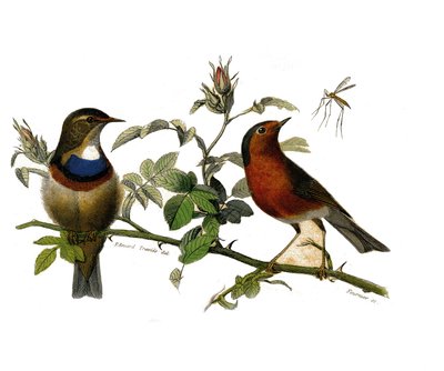 Histoire naturelle : planche zoologique représentant des passereaux dentirostres - Edouard Travies