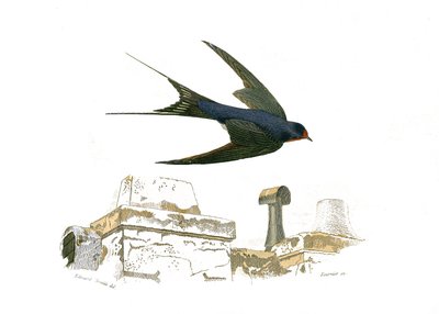 Histoire naturelle : planche zoologique représentant des fissirostres - Edouard Travies