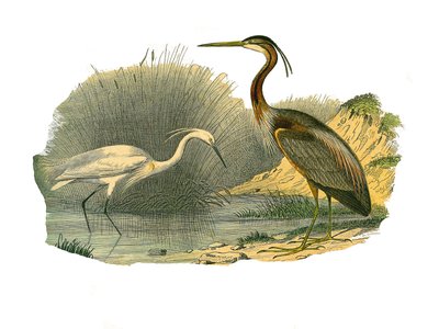 Planche zoologique représentant des oiseaux aquatiques et des échassiers cultrirostres : aigrette et héron pourpré. Planche tirée des neuf volumes sur les oiseaux dans « Œuvres complètes de Buffon » écrites par le naturaliste Georges Louis Leclerc, comte d - Edouard Travies