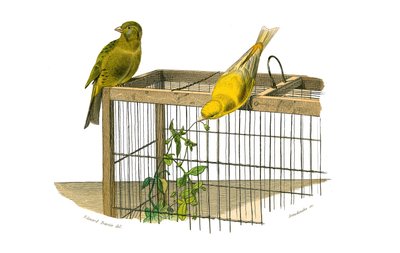 Planche zoologique représentant des passereaux conirostres : les Canaries. Planche tirée des neuf volumes sur les oiseaux dans « Œuvres complètes de Buffon » écrites par le naturaliste Georges Louis Leclerc, comte de Buffon (1707-1788) - Edouard Travies
