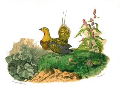 Histoire naturelle : planche zoologique représentant des gallinacés : ganga. Planche tirée des neuf volumes sur les oiseaux dans les Œuvres complètes de Buffon écrites par le naturaliste Georges Louis Leclerc, comte de Buffon - Edouard Travies
