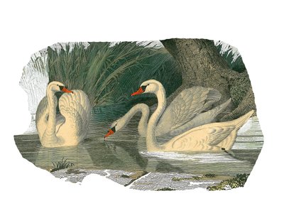 Tableau zoologique représentant des palmipèdes lamellirostres - Edouard Travies