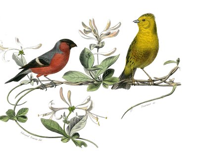 Histoire naturelle : planche zoologique représentant le bouvreuil et le moineau de France. Planche tirée des neuf volumes sur les oiseaux dans les Œuvres complètes de Buffon écrites par le naturaliste Georges Louis Leclerc, comte de Buffon - Edouard Travies