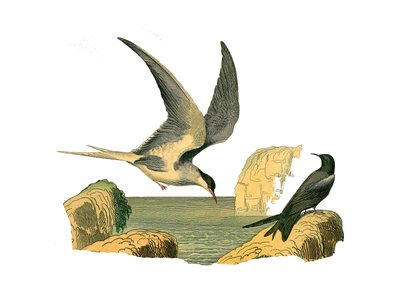 Planche zoologique représentant des longipennes : le garin et l