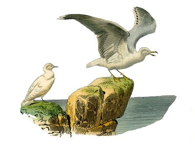 Planche zoologique représentant des totipalmes : la mouette blanche et le goéland à manteau gris. Planche tirée des neuf volumes sur les oiseaux dans « Œuvres complètes de Buffon » écrites par le naturaliste Georges Louis Leclerc, comte de Buffon (1707-178 - Edouard Travies