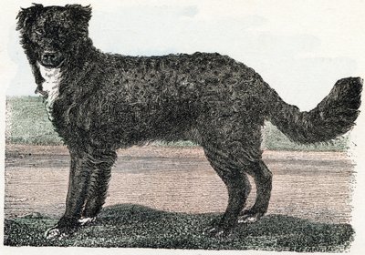 Terre-Neuve, Terre-Neuve - "Alphabet illustrant les animaux" XIXe siècle - Edouard Travies