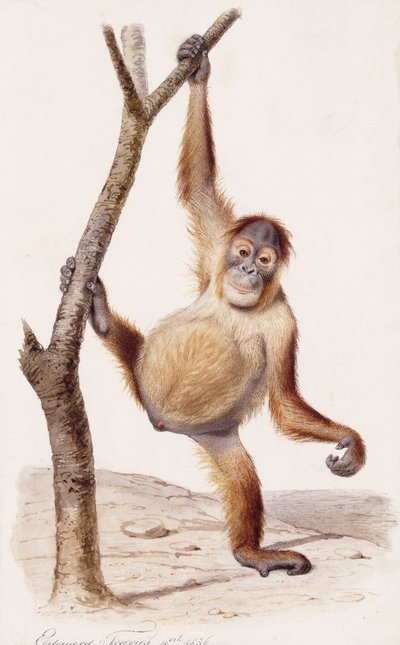 Orang-outan, 1836 - Edouard Travies
