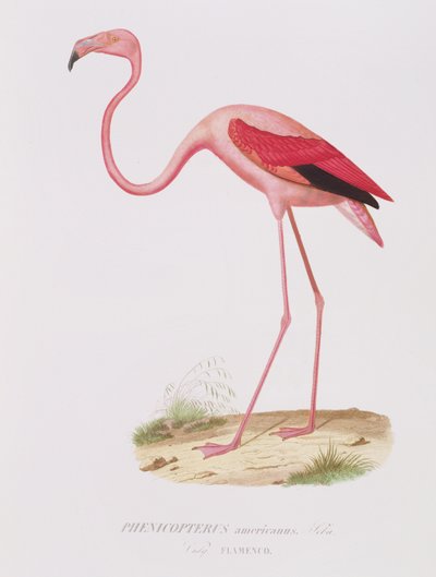 Phenicopterus americanus (Flamenco) gravé par Fournier, pub. par Bougeard - Edouard Travies