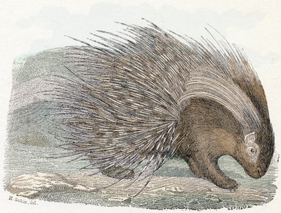 Porc-épic - Alphabet illustré des animaux 19ème siècle (gravure) - Edouard Travies