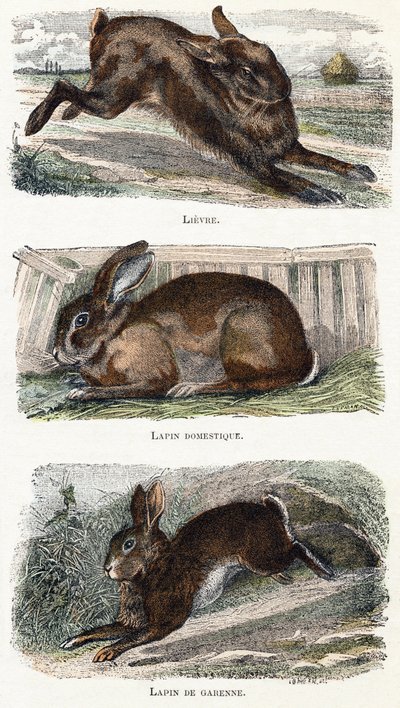 Lapins - 