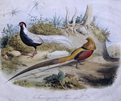Faisan argenté et faisan doré - dess. de Travies - Edouard Travies
