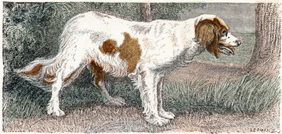 Épagneul - Alphabet illustré des animaux 19ème siècle (gravure) - Edouard Travies