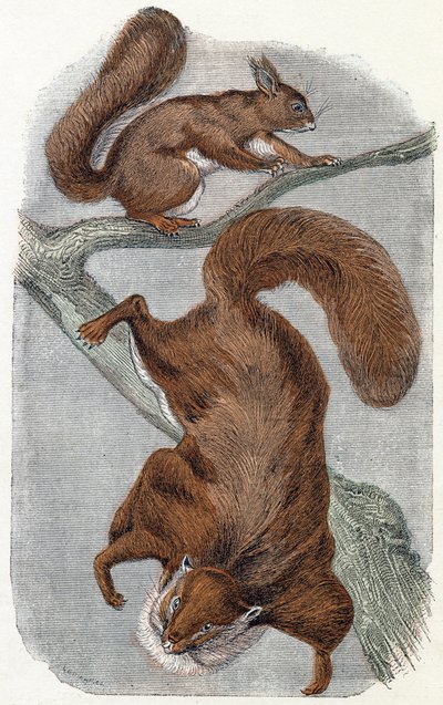 Écureuils - Alphabet illustré des animaux 19ème siècle (gravure) - Edouard Travies