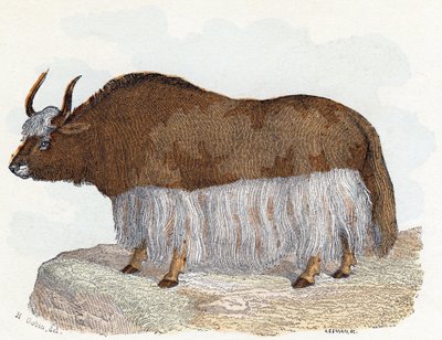 Yack - Alphabet illustré des animaux - Edouard Travies
