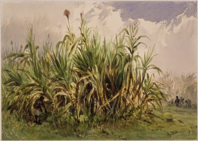plantation de canne à sucre - Eduard Hildebrandt