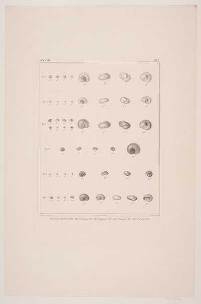 Collection de coquillages de Christian VIII, planche I - Edvard Fortling