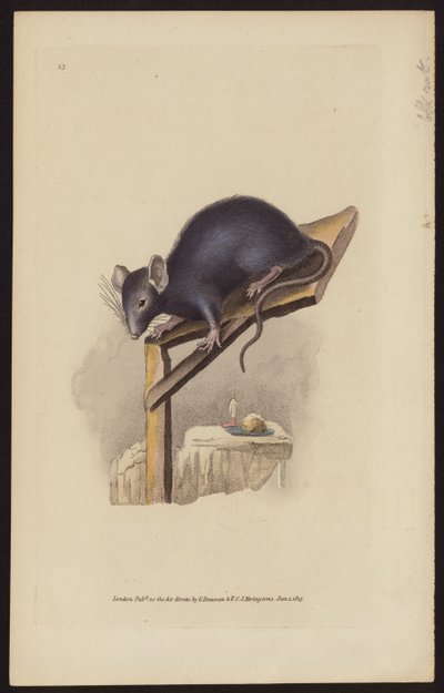 Rat noir (gravure en couleur) - Edward (after) Donovan