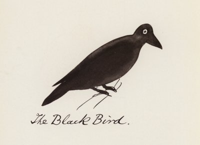 Le Livre des Oiseaux : L