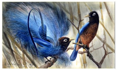 Oiseau de paradis bleu - Edward Adrian Wilson