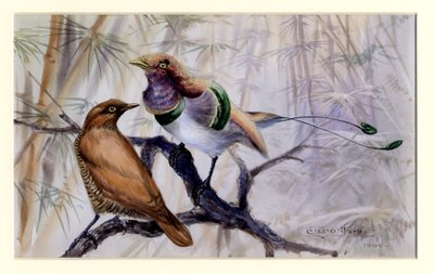 Oiseau de paradis royal, 1909 - Edward Adrian Wilson