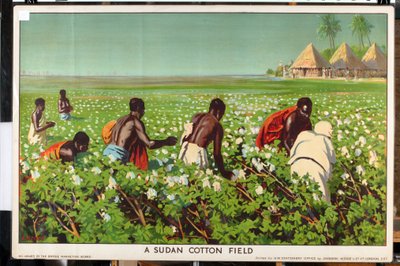 Un champ de coton au Soudan, de la série 