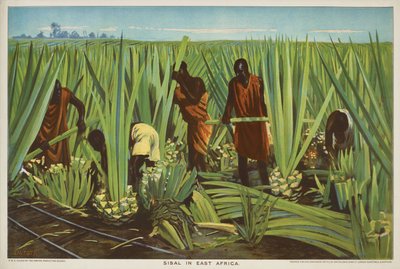 Sisal en Afrique de l