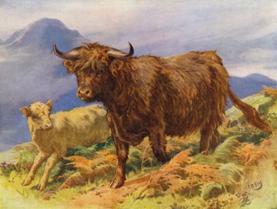 Vache et veau des Highlands - Edward Brice Montefiore